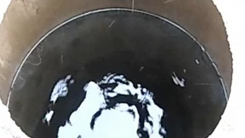 Haaskalinnut - Indy Angel