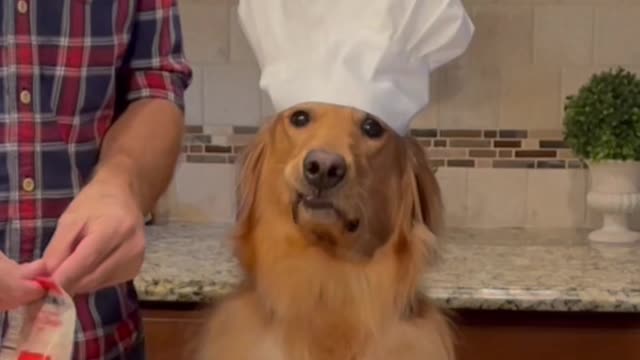 Cute dogs in the kitchen for you to cook 🐶🐶💖 and dogs in the rain to take a shower 🐶💖💖