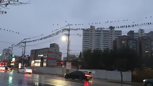 The crow in Korea, so many