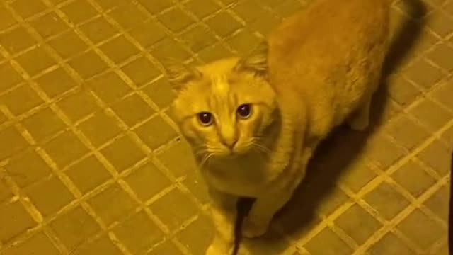 funny cats, mother baby kittnes #11