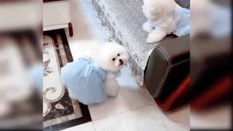 Baby dogs trying to dance 😂😂
