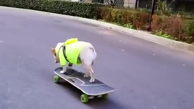 the puppy plays super skateboard