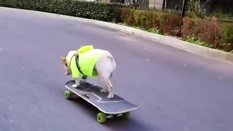 the puppy plays super skateboard