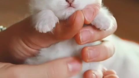 One finger cat