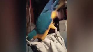 Macaw inspects the laundry