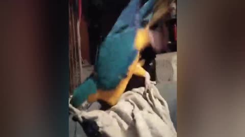 Macaw inspects the laundry