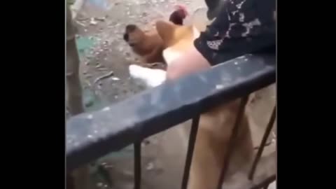 Craziest and funny dog