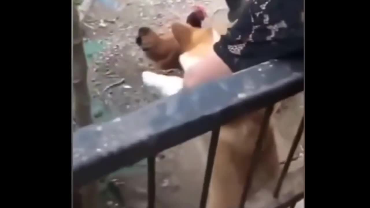 Craziest and funny dog