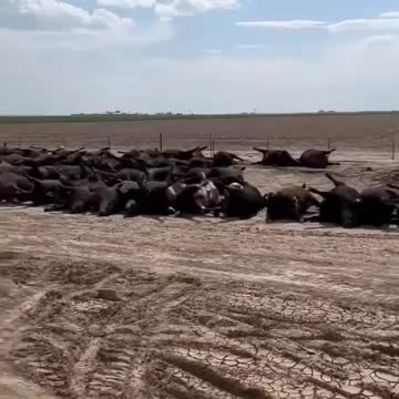 3,000-10,000 catle keeled over heat? Get real wake up, [story] makes no sense