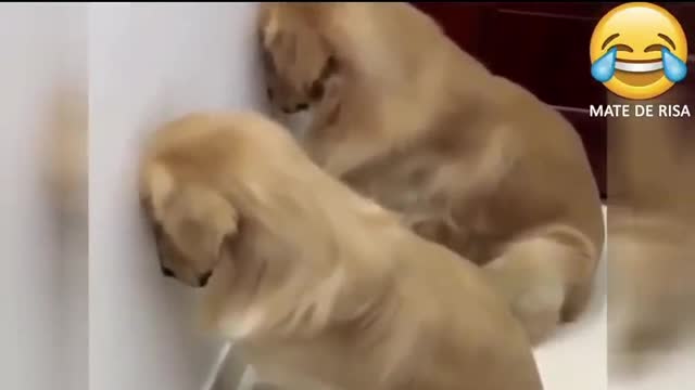 GOLDEN RETRIVERS MEDITATING. GET YOURSELF A BREAK