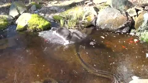 Cat want fish
