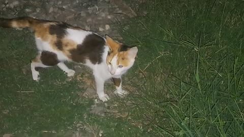 Cute cat and hedgehog. The cat did not stay close to the hedgehog.