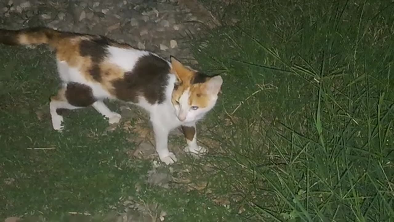 Cute cat and hedgehog. The cat did not stay close to the hedgehog.