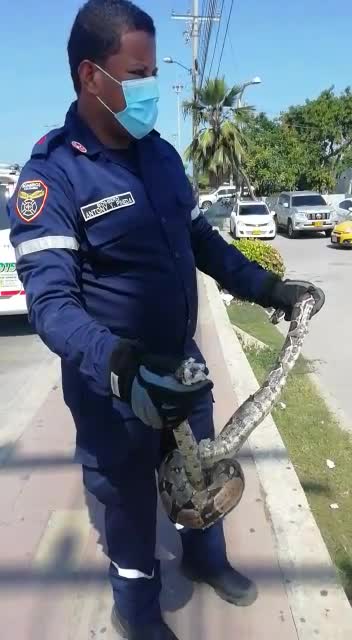 Rescate de Boa en Cartagena