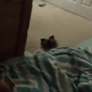 Parkour Kitty “I told you not to look at me”