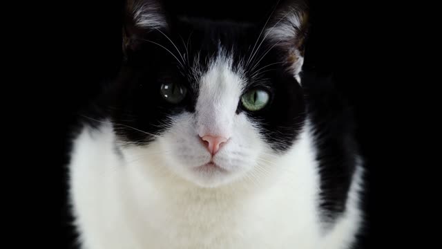 Black and white cat meowing unbelievably cute