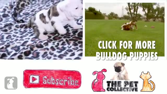 Wrinkly Buldog Puppy Howls! SO DARN CUTE! - Puppy Love