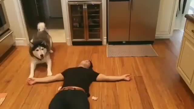 The dog sees through but doesn't say anything