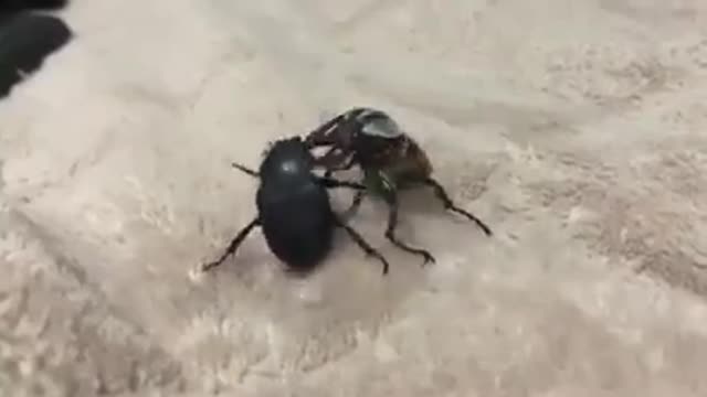 A fight between a group of beetles انحب نعرف علاش يتعاركو