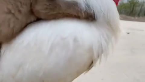 The rooster that helped the dog lay down unable to walk