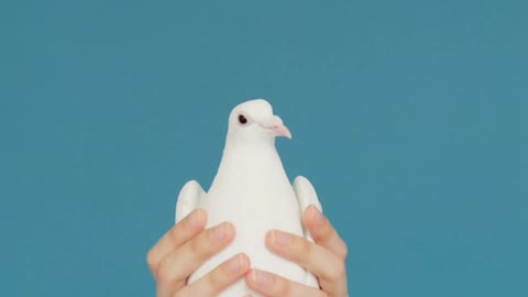 Beautiful bird