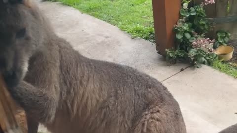 Kangaroo Isn't Allowed Inside