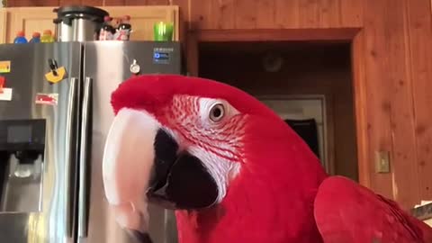 silly#macaw