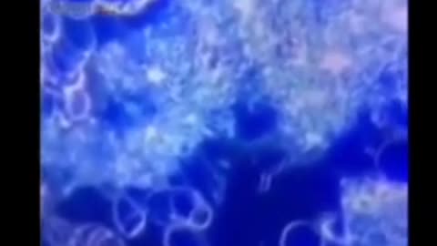 24.09.21 Cosa accade nel sangue dei SIERIZZATI? Ecco gli esiti di uno studio.