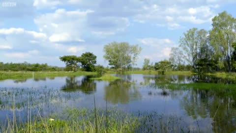 Baby Elephant Overcomes Fear of Water | BBC Earth