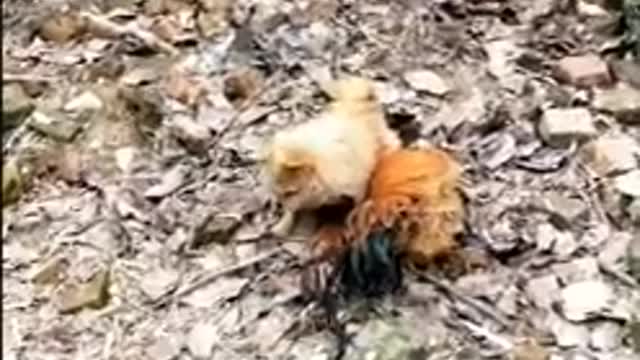 Lord of the Cock: Dog vs. Chicken