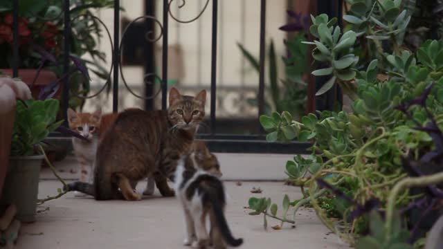 Cute kittens visiting our garden