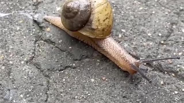 snail