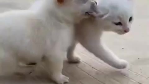 Funny Cat and Dog Friendship