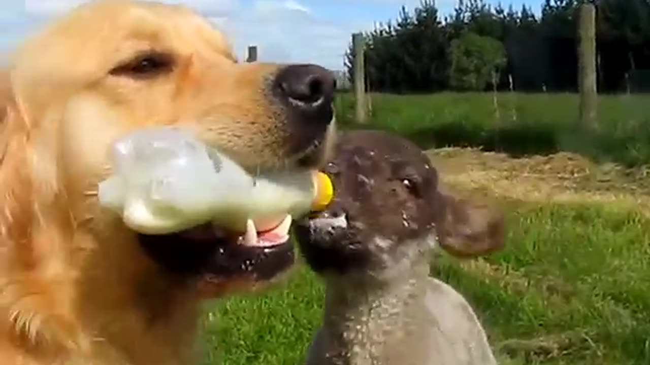 🐶 🍼 feeds orphaned 🐑.