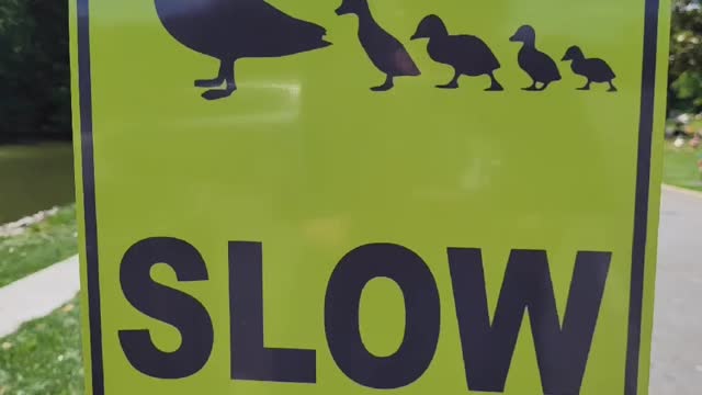 Slow Duck Crossing