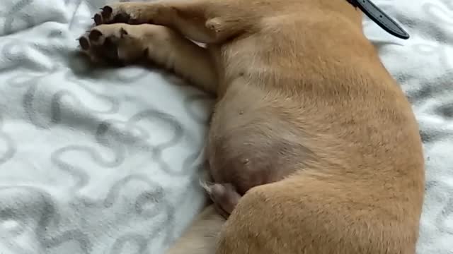 Dog hunting in a dream