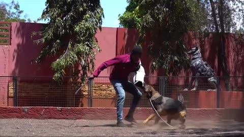 Dogs Lovers