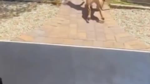 Dogs Fighting moments