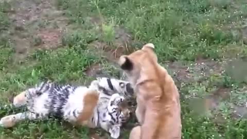 Baby lion and tiger funny fight