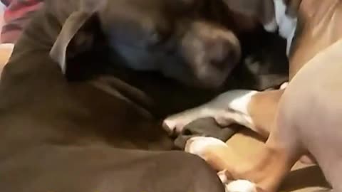 Black dog and and brown dog laying in sofa