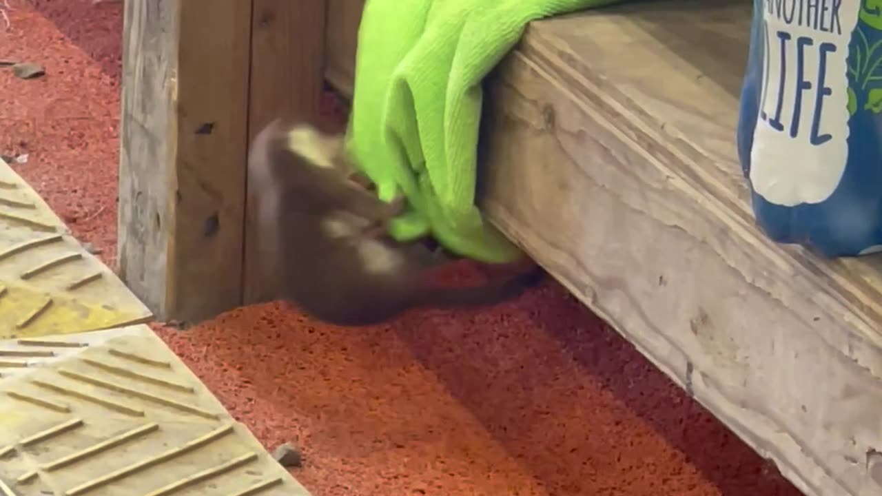 Ermine Adorably Plays In Dust Cloths