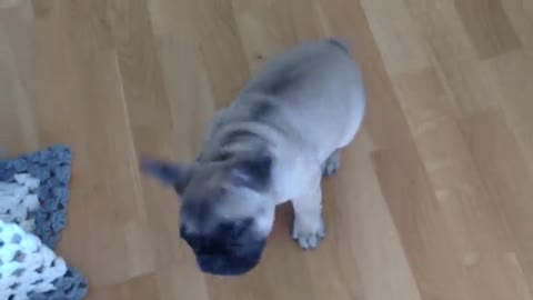 Funny french bulldog puppy