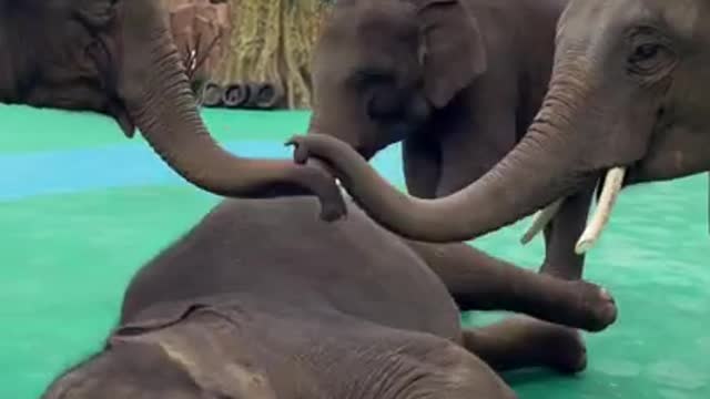 Fake attack - Cutest baby Elephant Playing