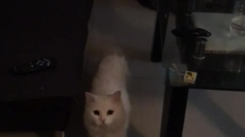 White cat jumps at camera