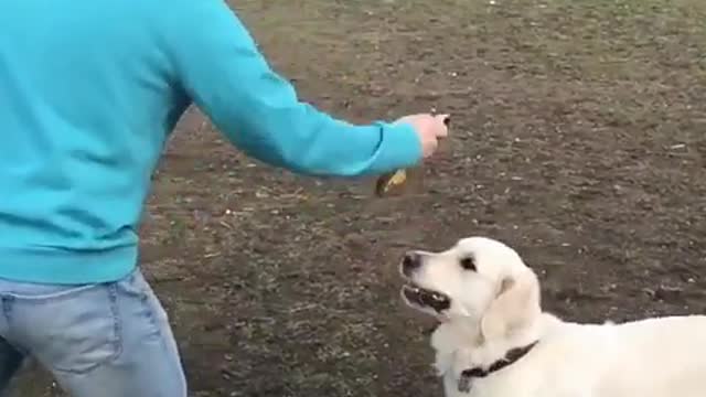 dog is good at catching