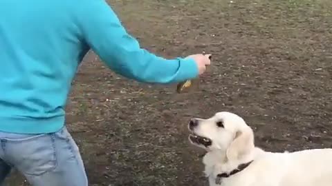 dog is good at catching