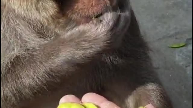 Feeding wild monkey on the street