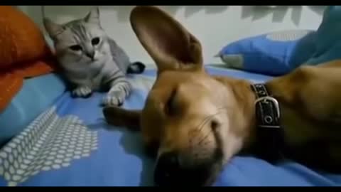 Dog Farting Makes Cat Angry 😂😆