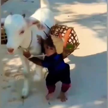 Goat and monkey fun 😄