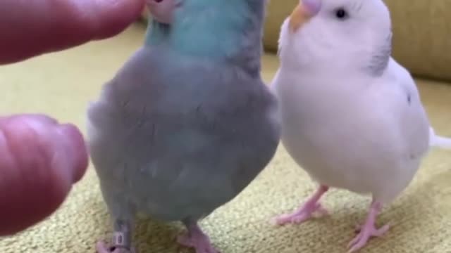 Parakeet and Parrot Jealously Fight for Head Scratches